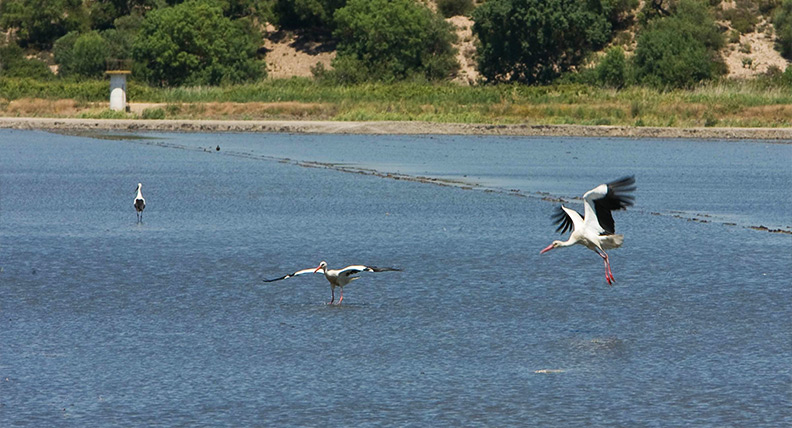 Cards Destaque Desktop Compromisso